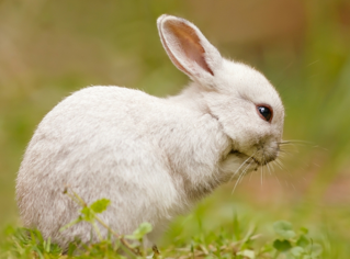 Oryctolagus cuniculus